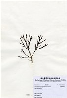 藏品(叉開網翼藻)的圖片